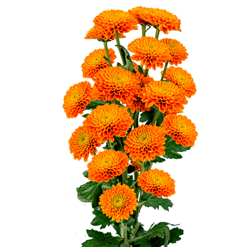 Naranja