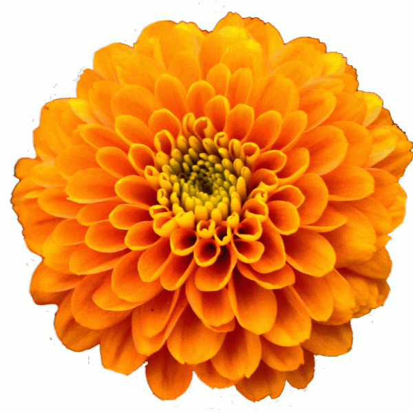 Naranja