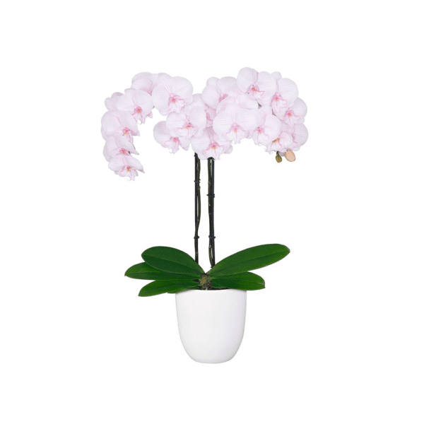 Bicolor