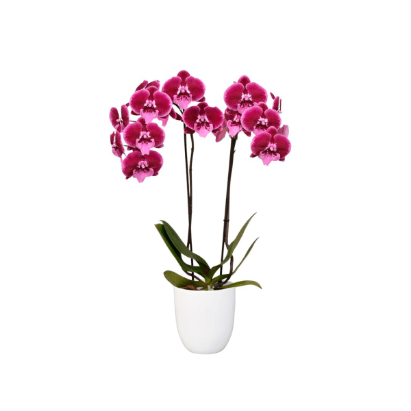 Bicolor