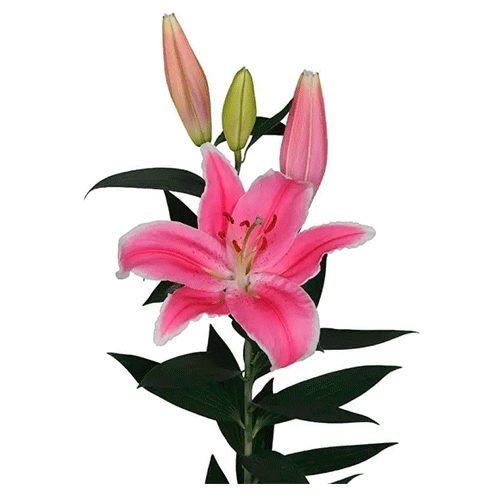 Rosa