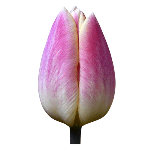 Bicolor