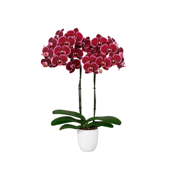 Bicolor