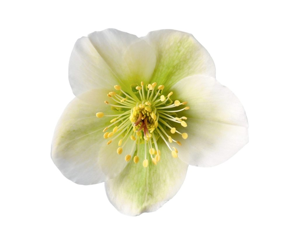 Blanco – Flores de Chiltepec
