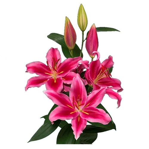 Rosa