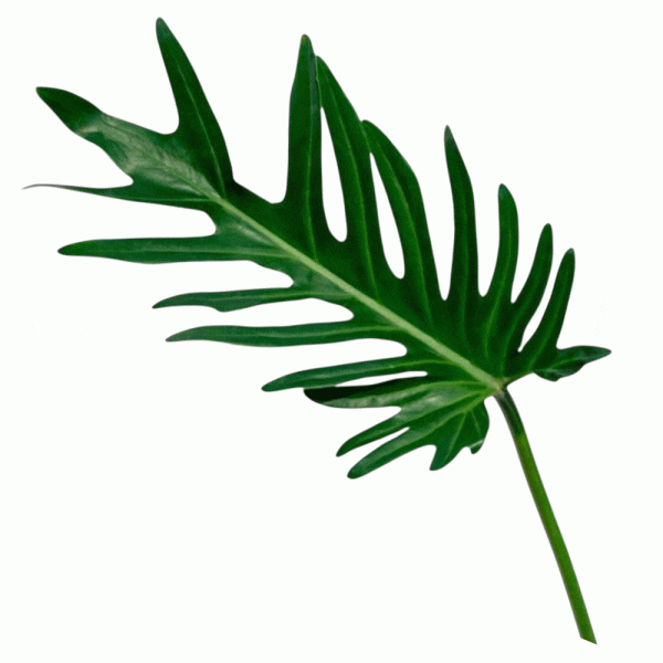 Philodendron Xantal