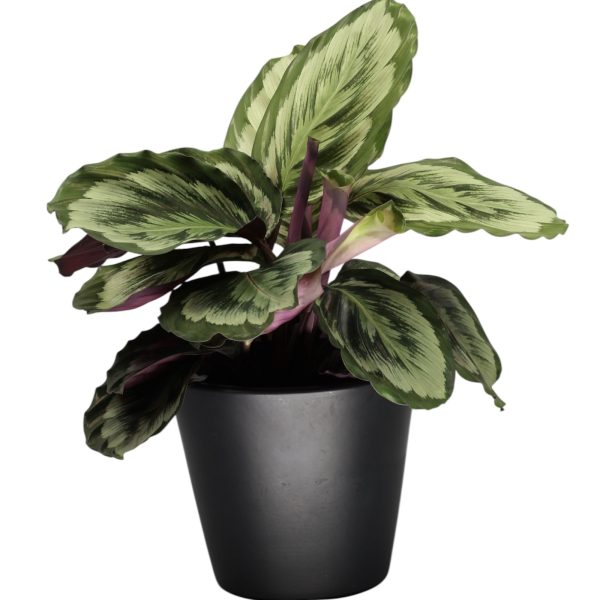 Calathea Mysty