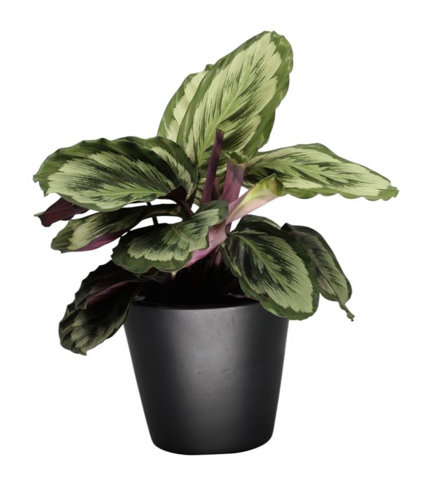 Calathea Mysty