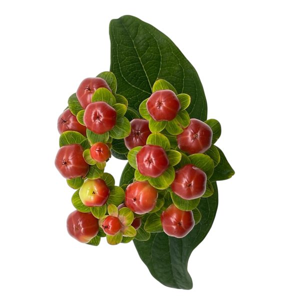 Hypericum café
