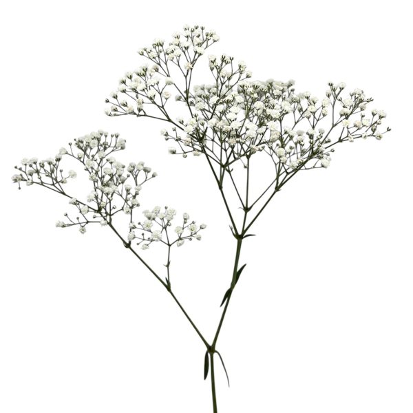 Gypsophilia