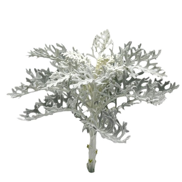 Dusty Miller