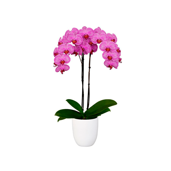 Bicolor