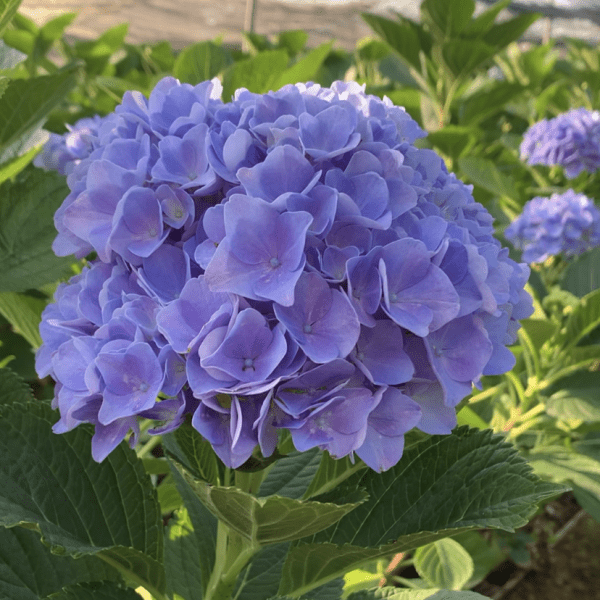 Hortensia
