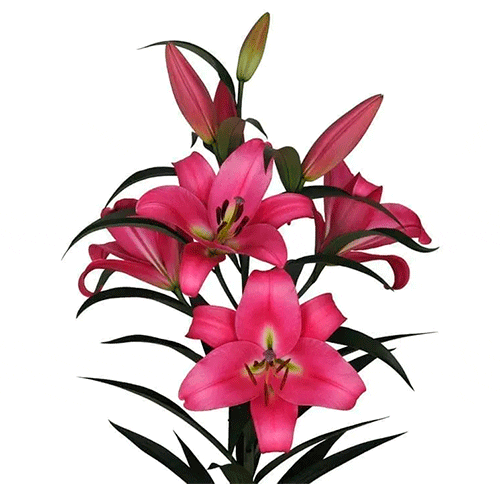 Rosa