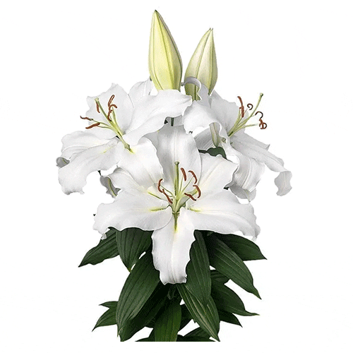 Blanco