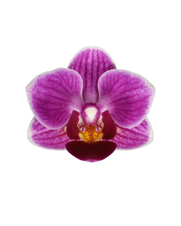 Bicolor