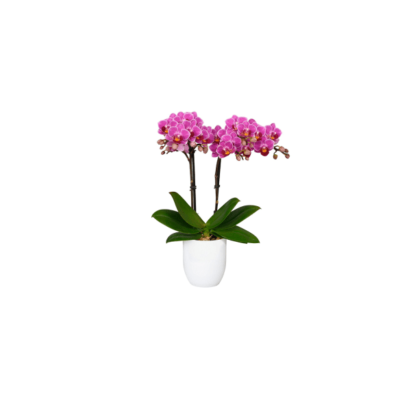 Bicolor