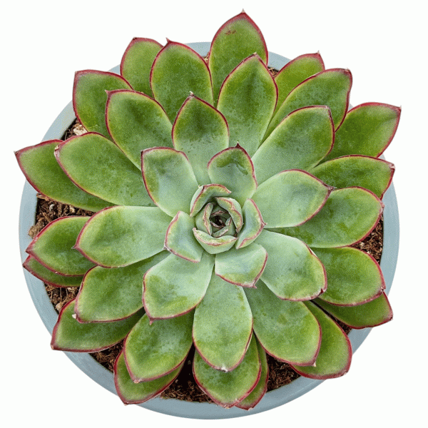 Pulidonis