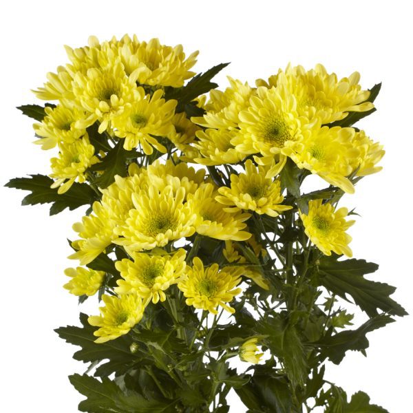 Amarillo