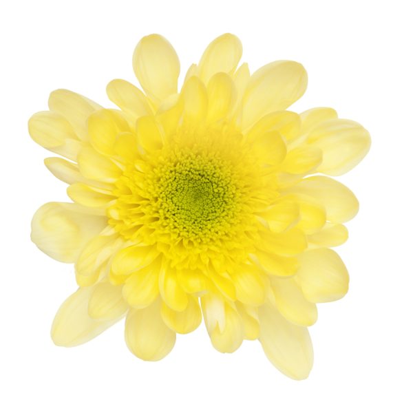 Amarillo