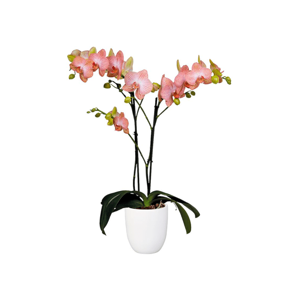 Bicolor