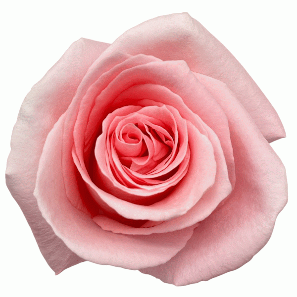 Rebeca