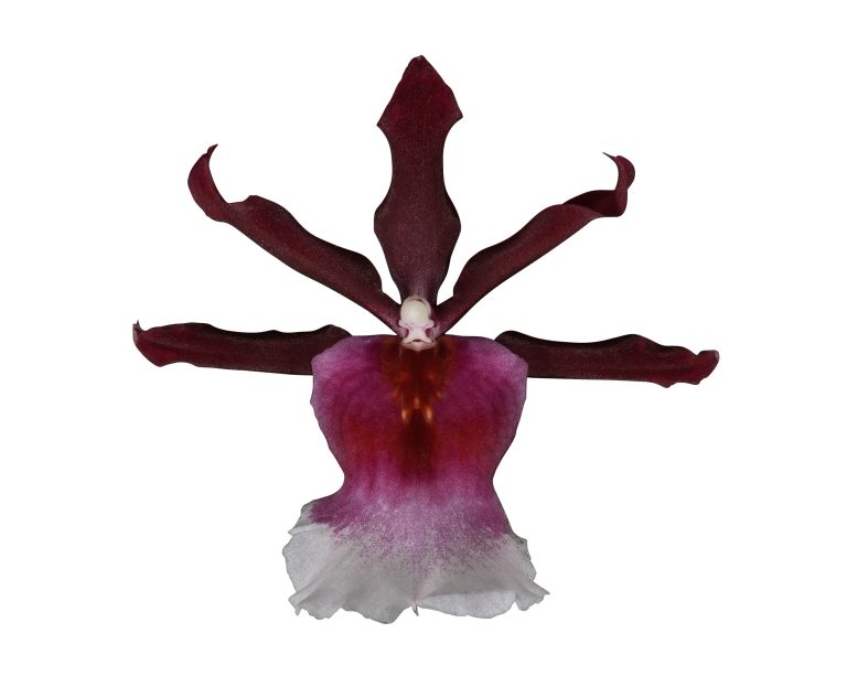 Bicolor – Flores de Chiltepec