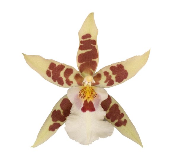 Bicolor