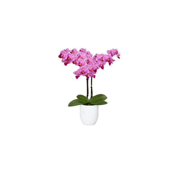Bicolor
