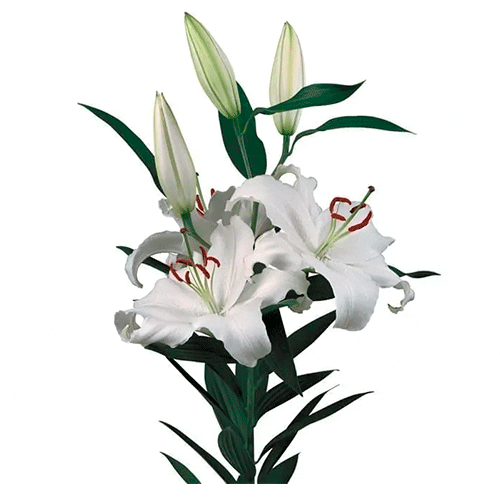 Blanco