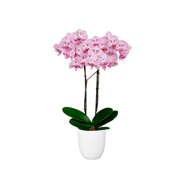 Bicolor