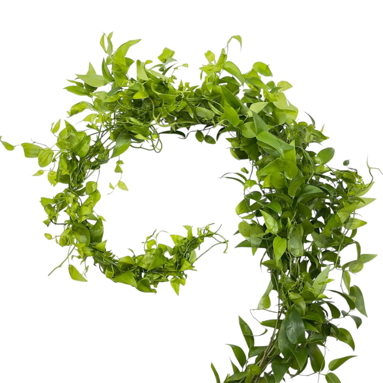 Smilax – Flores de Chiltepec