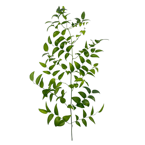 Smilax
