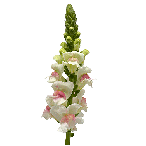 Snapdragon bicolor