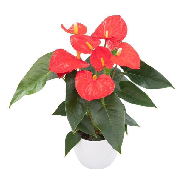 Naranja