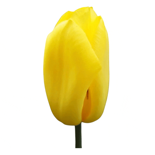 Amarillo