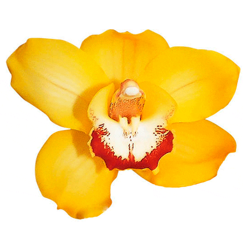 Amarillo