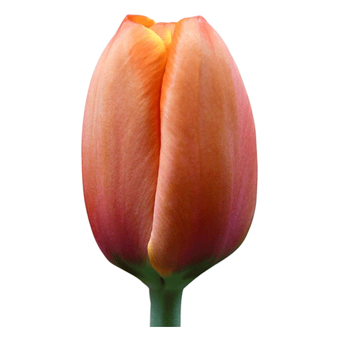 Bicolor