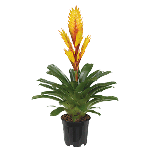 Vriesea Electric
