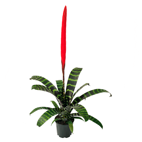 Vriesea Espada