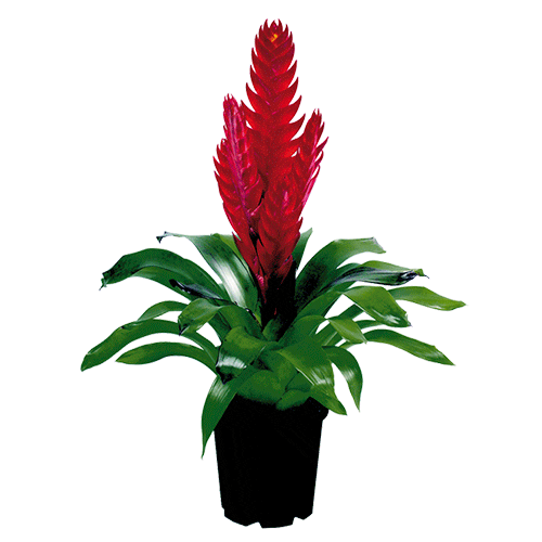 Vriesea Style