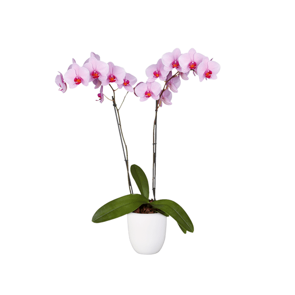 Bicolor