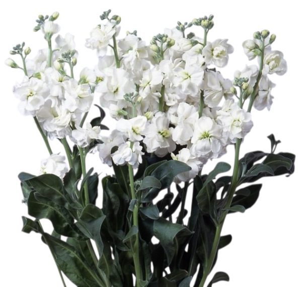 Blanca