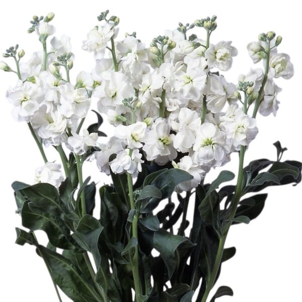 Blanca