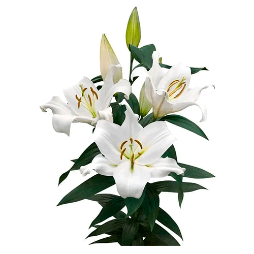Blanco