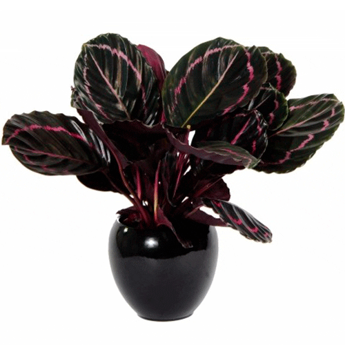 Calathea Dottie