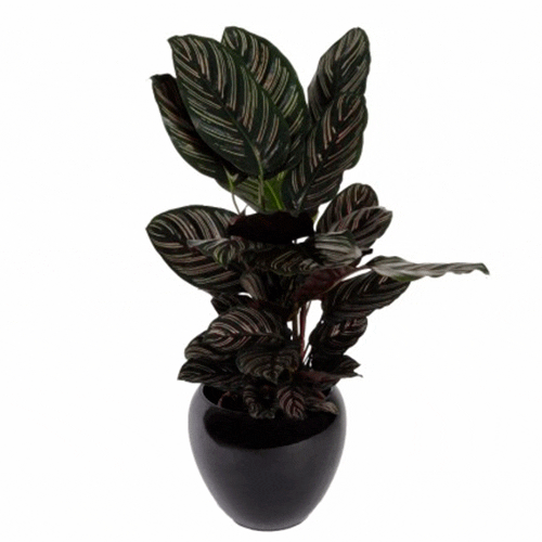 Calathea Sanderiana