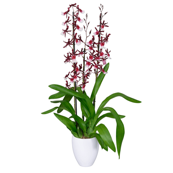Bicolor