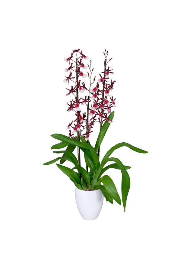 Bicolor