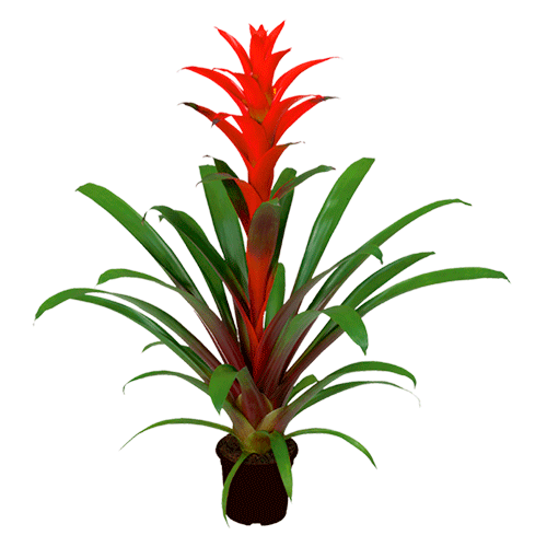 Guzmania Ostara